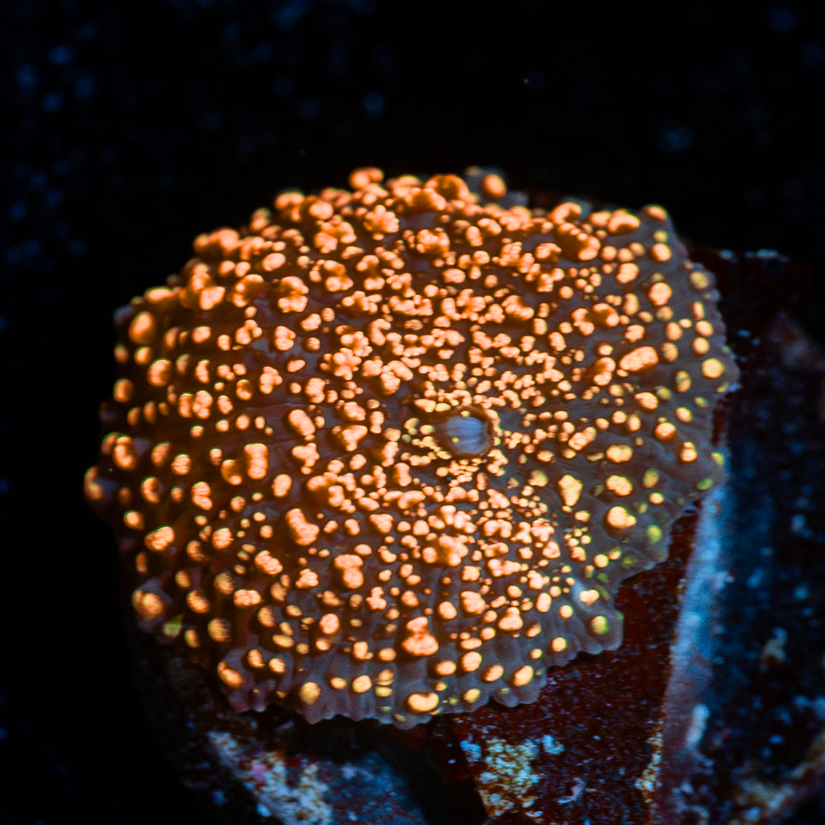 Interstellar mushroom 