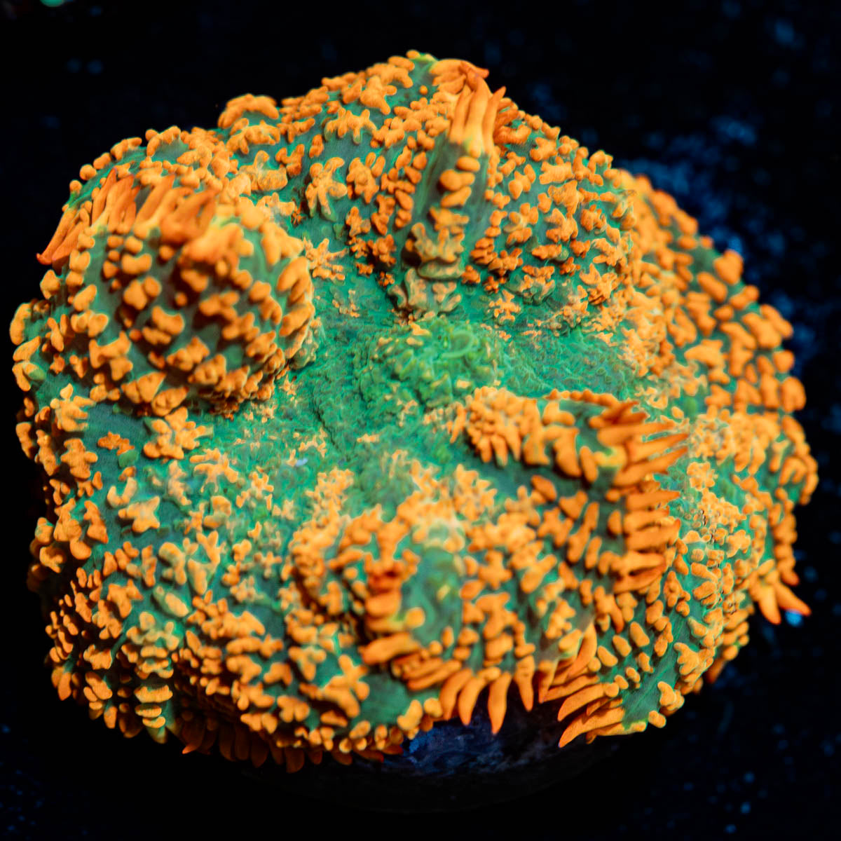 Charizard Mushroom 