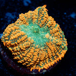 Charizard Mushroom 