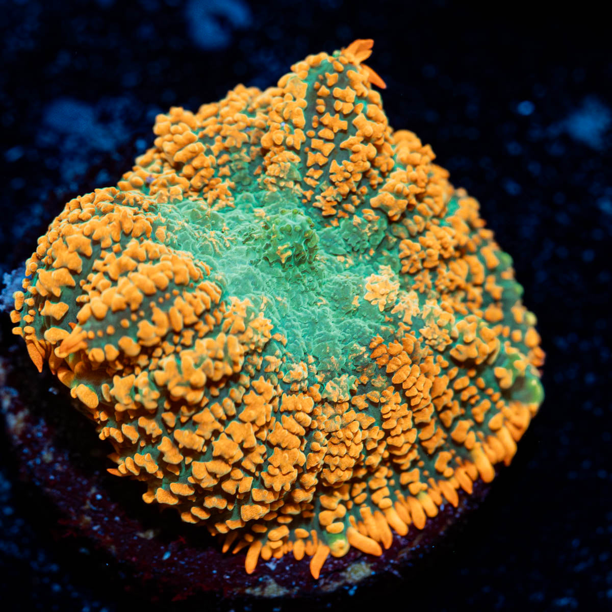 Charizard Mushroom 