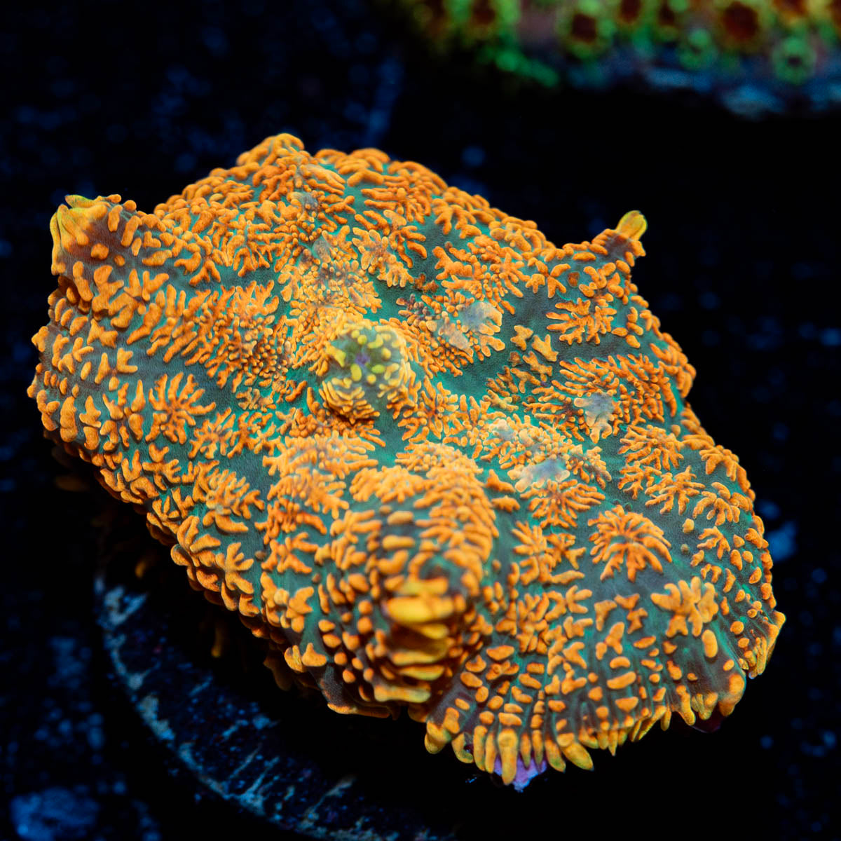 Charizard Mushroom 