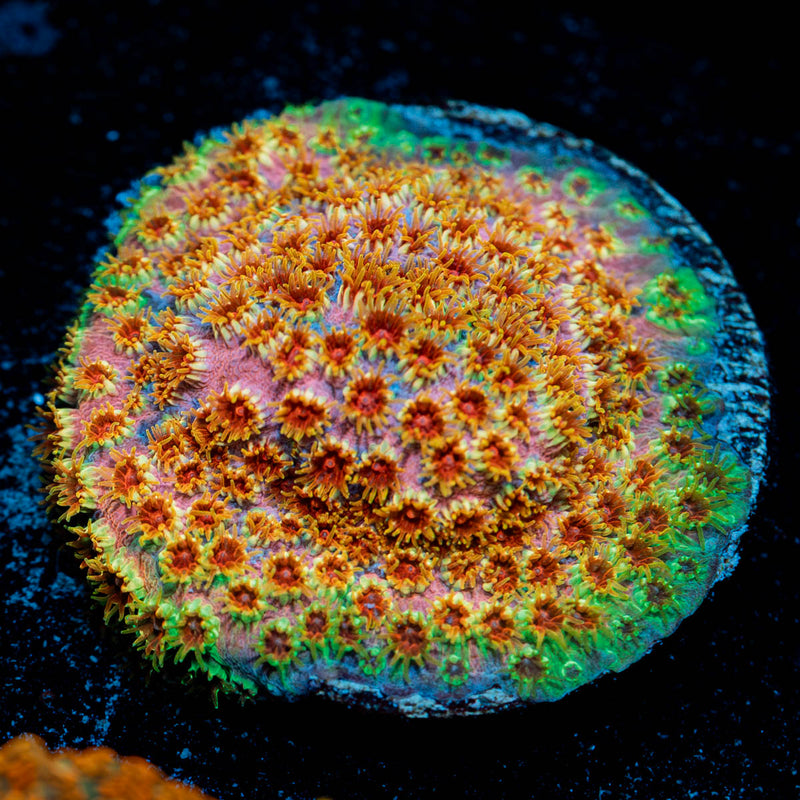 Skittles Bomb Cypreastrea