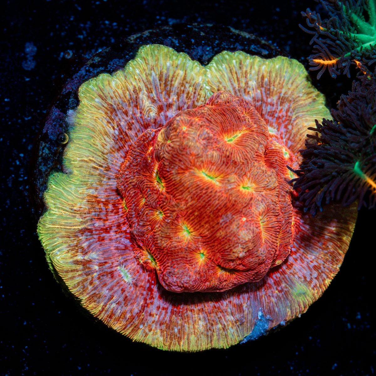 Klepto Lepto Coral with encrusting growth in reef aquarium