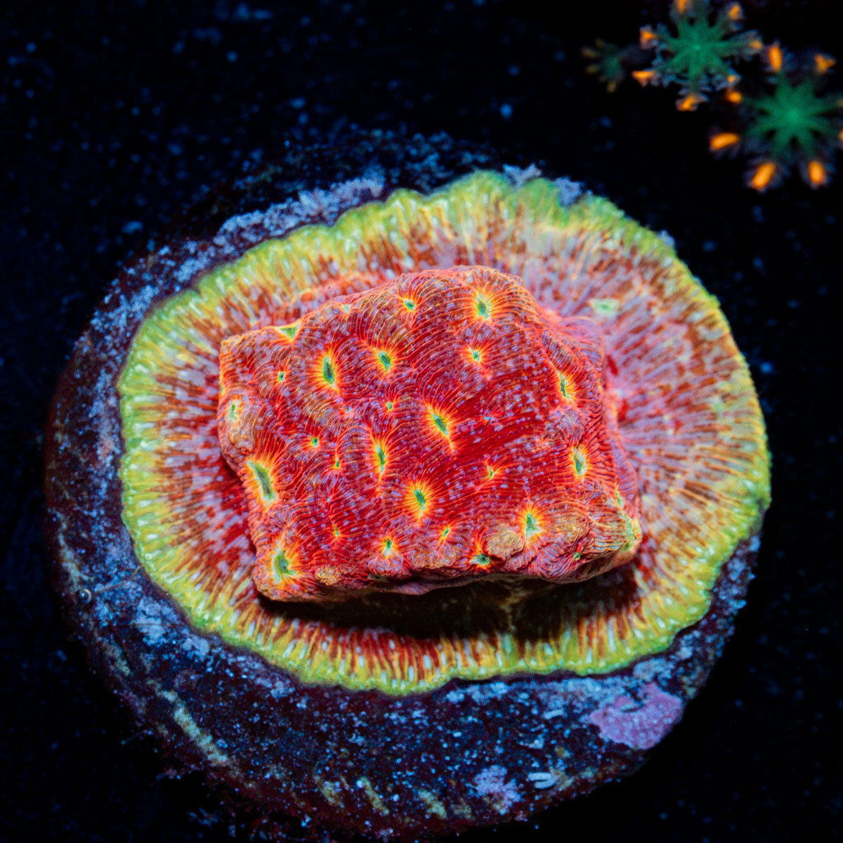 Klepto Lepto Coral with encrusting growth in reef aquarium