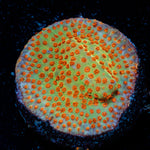 Burning Banana Stylocoeniella Coral with encrusting growth in reef aquarium