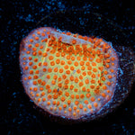 Burning Banana Stylocoeniella Coral with encrusting growth in reef aquarium