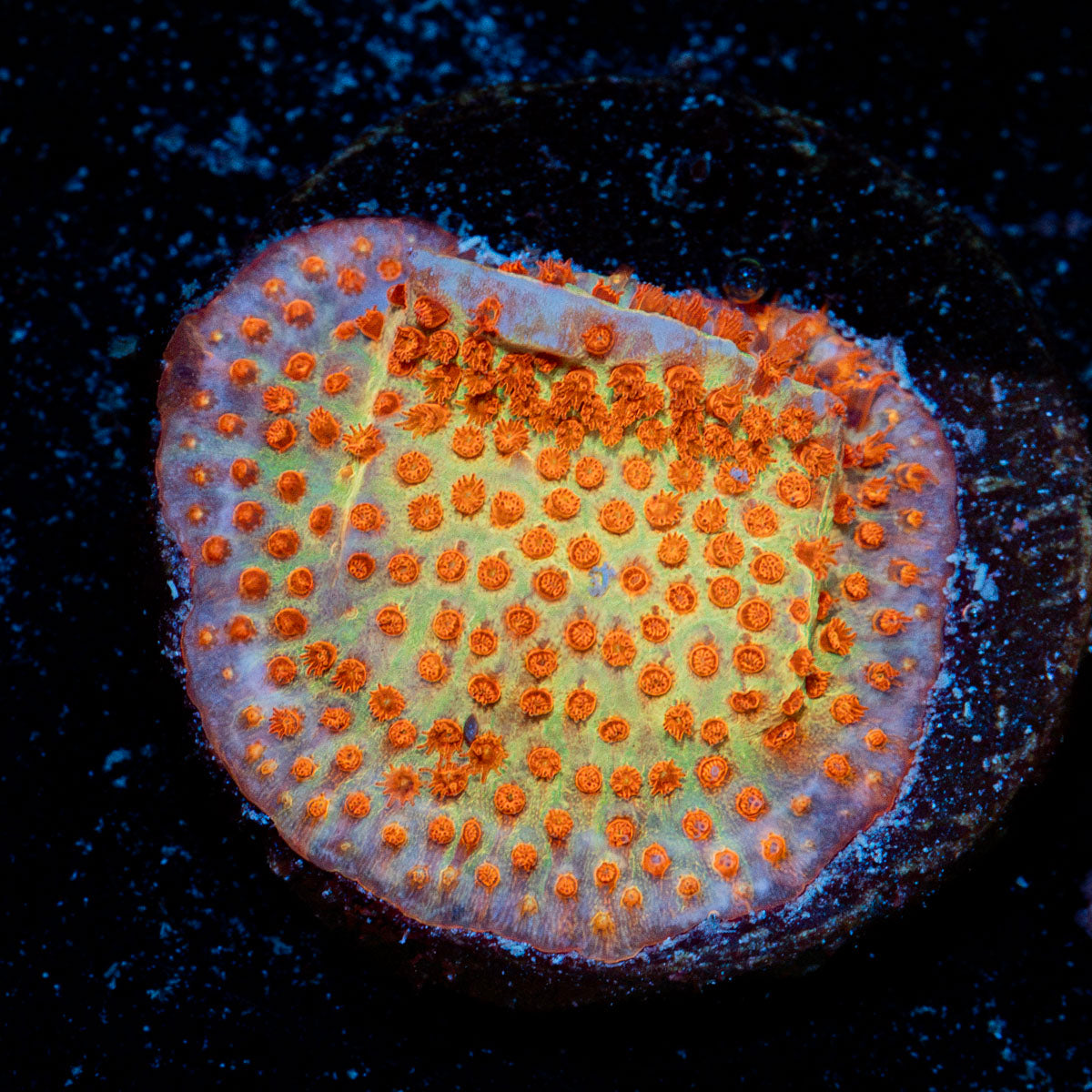 Burning Banana Stylocoeniella Coral with encrusting growth in reef aquarium