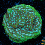 Thin Mint Pavona Coral with encrusting growth in reef aquarium