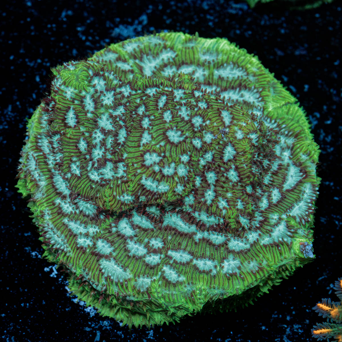 Thin Mint Pavona Coral with encrusting growth in reef aquarium
