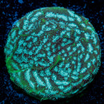 Thin Mint Pavona Coral with encrusting growth in reef aquarium