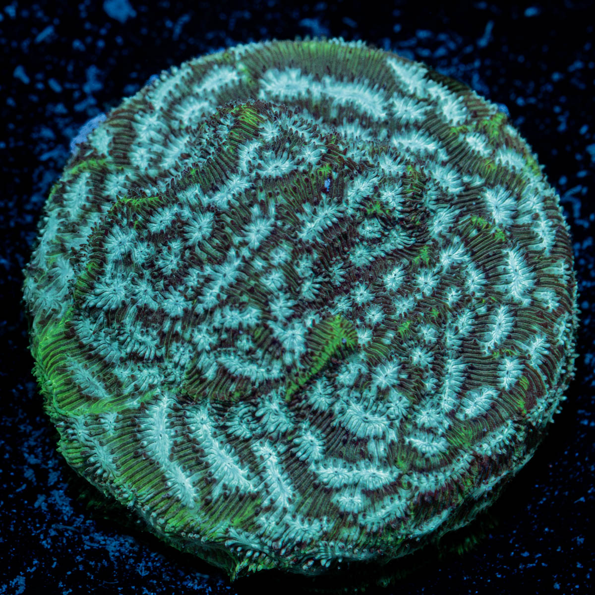 Thin Mint Pavona Coral with encrusting growth in reef aquarium