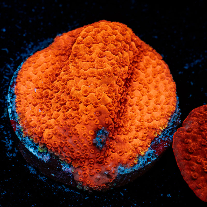 Red Rum Montipora Coral with branching growth in reef aquarium