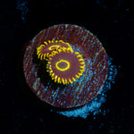 Blue Jay Zoanthid Coral colony growth in reef aquarium