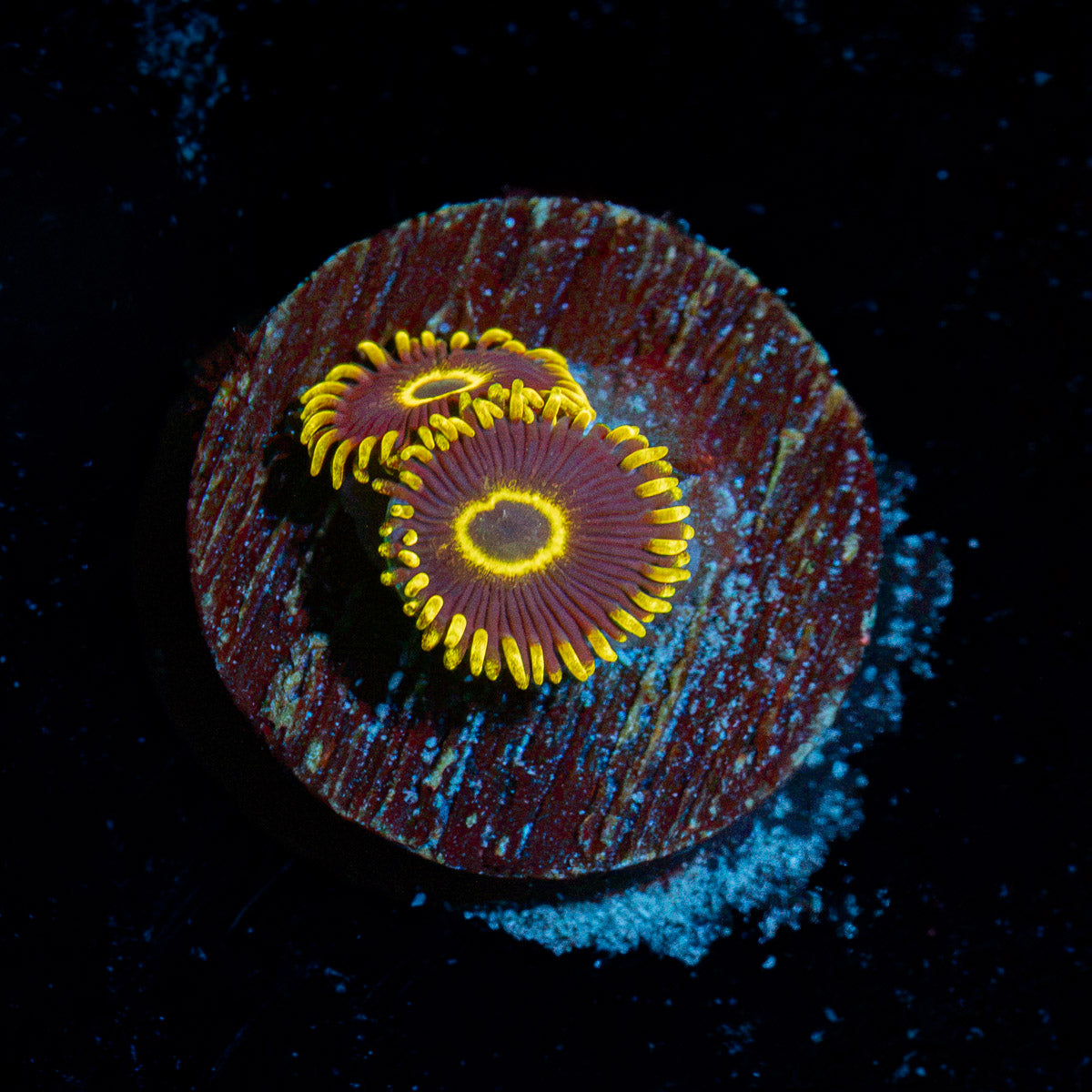 Blue Jay Zoanthid Coral colony growth in reef aquarium