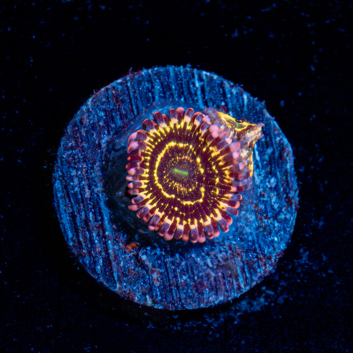 Stratosphere Zoanthid Coral colony growth in reef aquarium