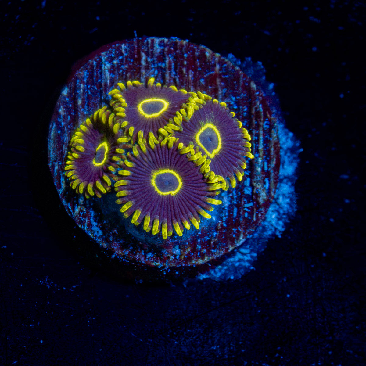 Blue Jay Zoanthid Coral with colony growth in reef aquarium