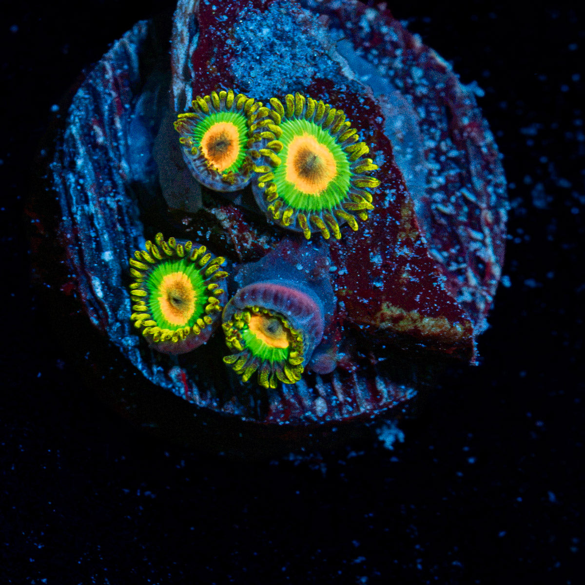 Rasta Zoanthid coral colony growth in reef aquarium