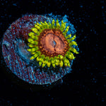 Purple Monsters Zoanthid Coral with colony growth in reef aquarium
