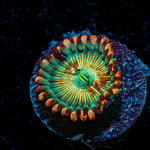 White Zombie Zoanthid Coral colony growth in reef aquarium