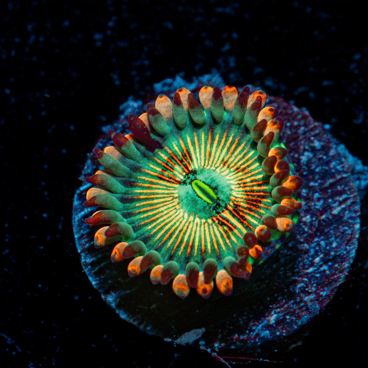 White Zombie Zoanthid Coral colony growth in reef aquarium