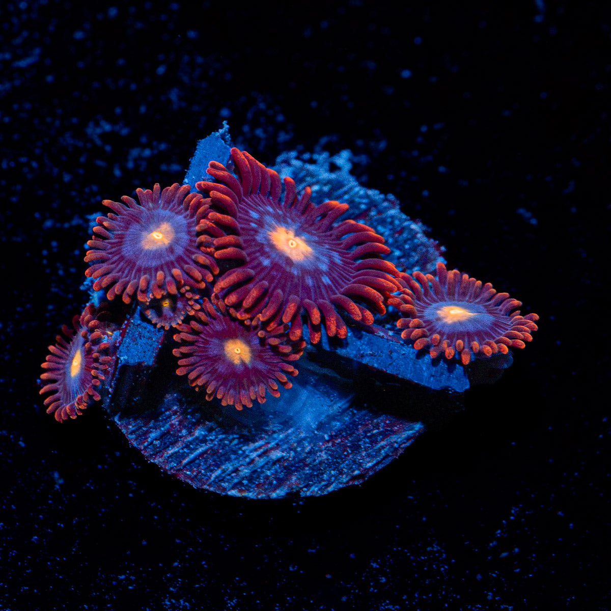 Stitches Zoanthid Coral with colony growth in reef aquarium