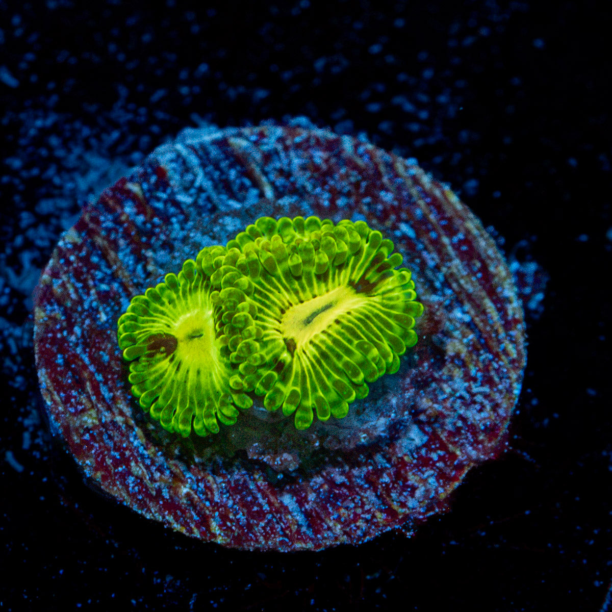 Emerald Muals Zoanthid Coral with colony growth in reef aquarium