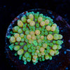 bi color Ricordea Mushroom 