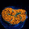 Orange Ricordea Mushroom 