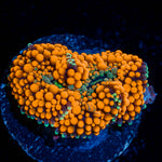 Orange Ricordea Mushroom 