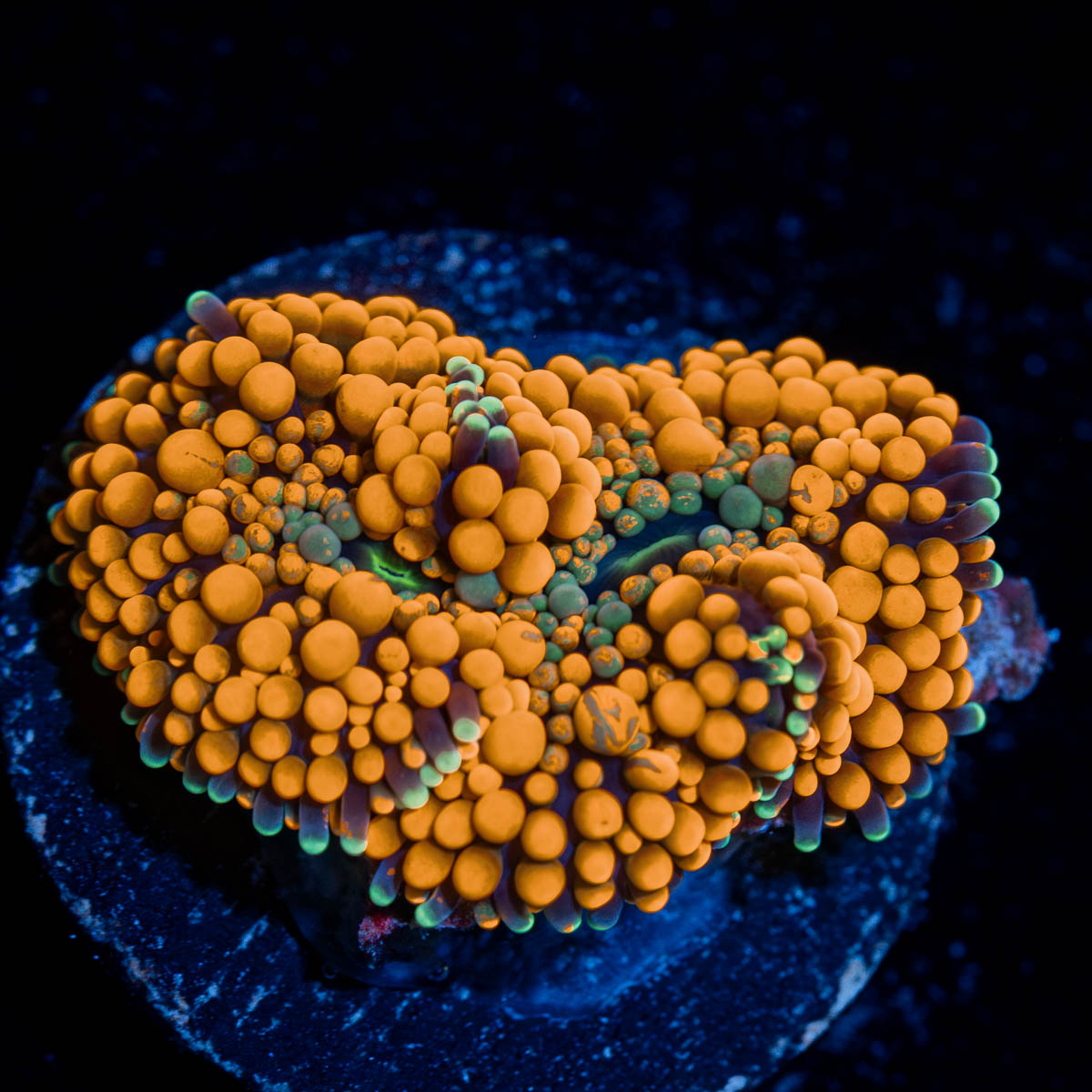 Orange Ricordea Mushroom 
