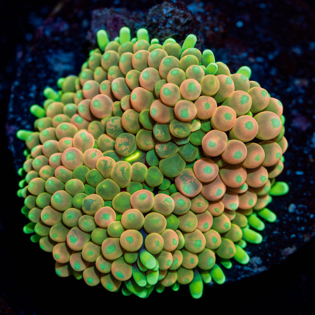 Royal Ricordea Mushroom