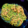 Royal Ricordea Mushroom
