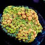 Royal Ricordea Mushroom