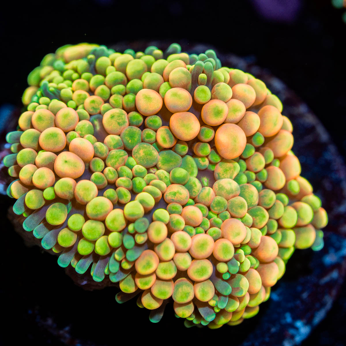 Royal Ricordea Mushroom