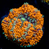Orange Ricordea Mushroom 