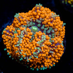 Orange Ricordea Mushroom 