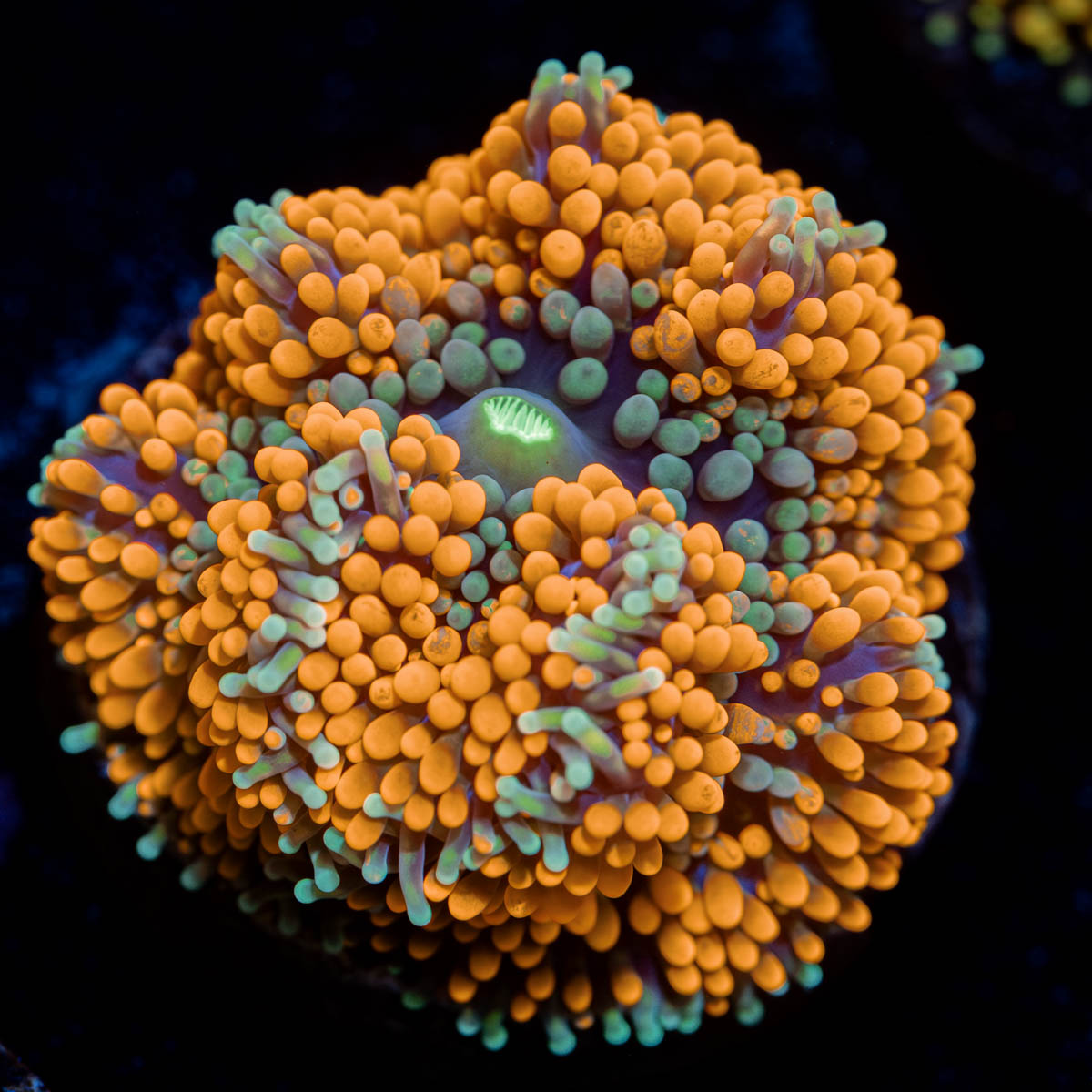 Orange Ricordea Mushroom 