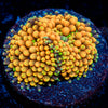 Orange Ricordea Mushroom 