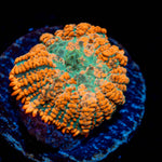 Charmander Mushroom