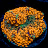Orange Ricordea Mushroom 