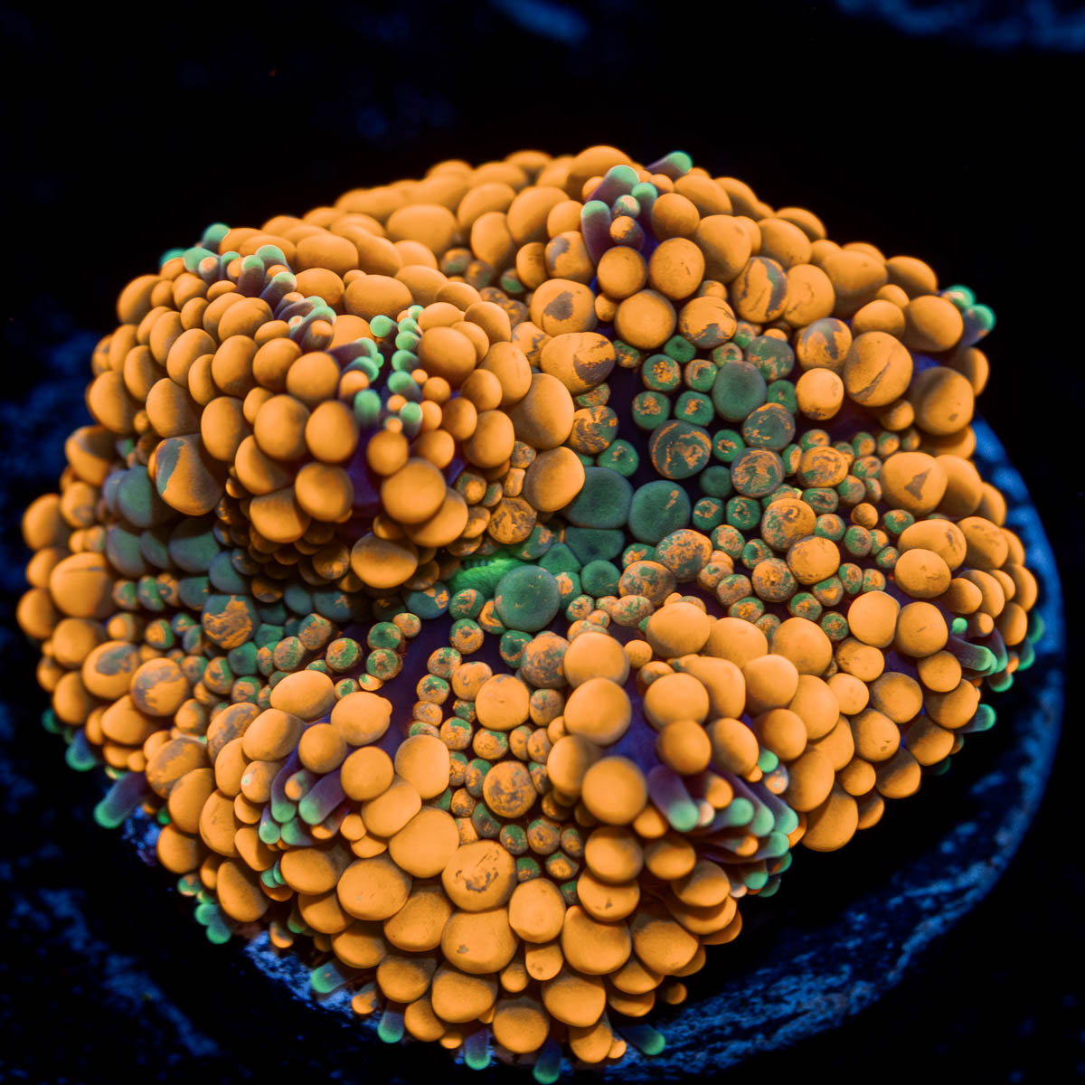 Orange Ricordea Mushroom 
