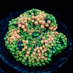 Pink/Green Ricordea Mushroom