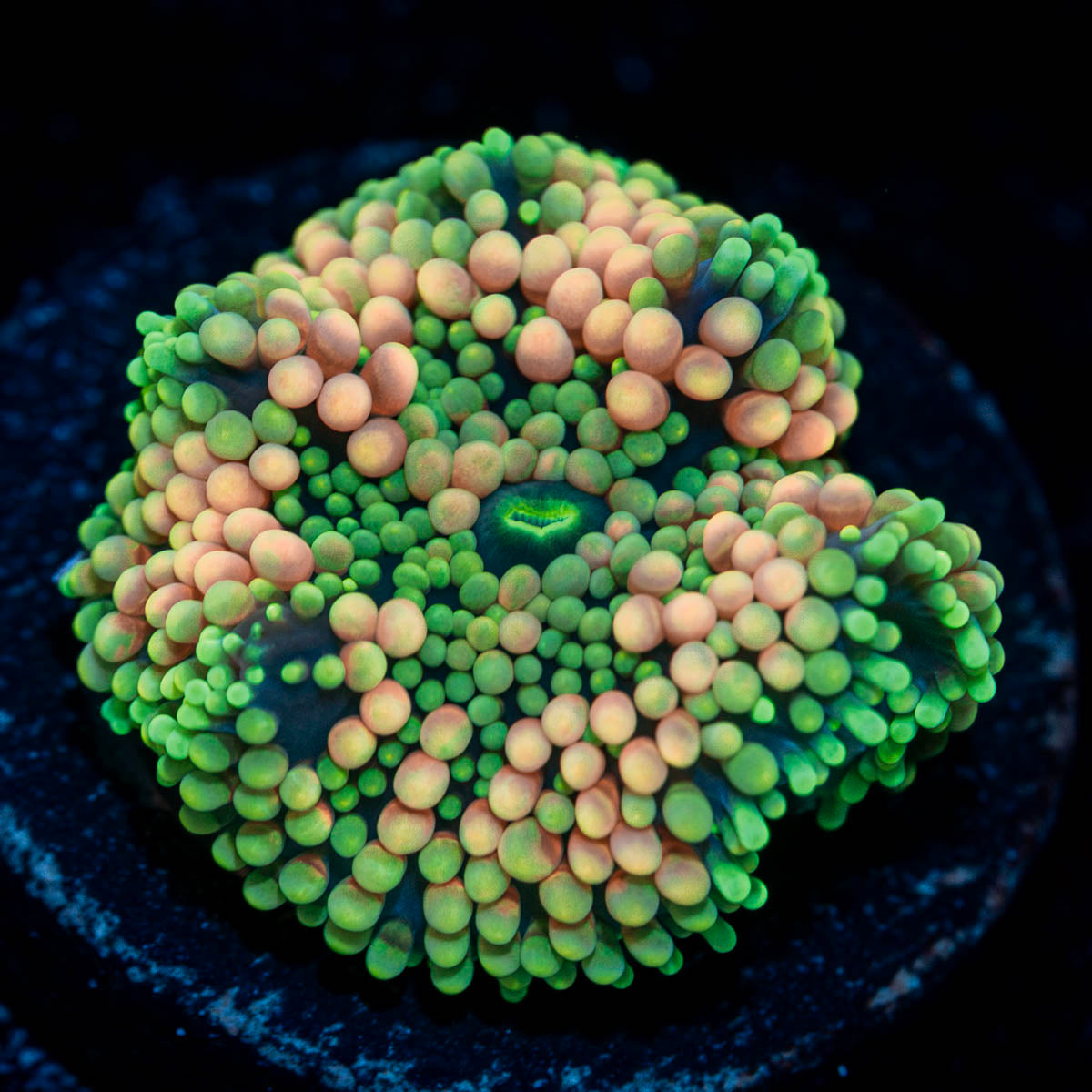 Pink/Green Ricordea Mushroom