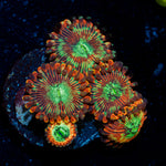 Dark Magician Zoanthid Coral with colony growth in reef aquarium
