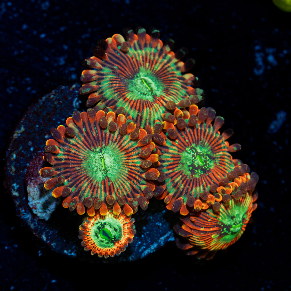 Dark Magician Zoanthid Coral with colony growth in reef aquarium