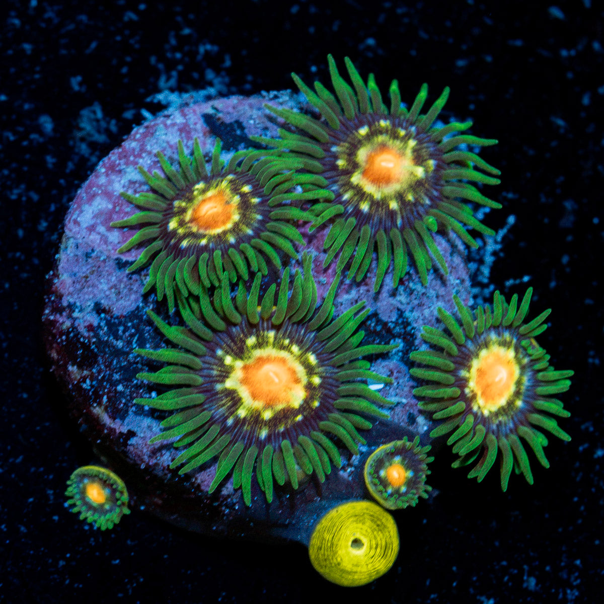 Daisy Cutters Zoanthid Coral colony growth in reef aquarium