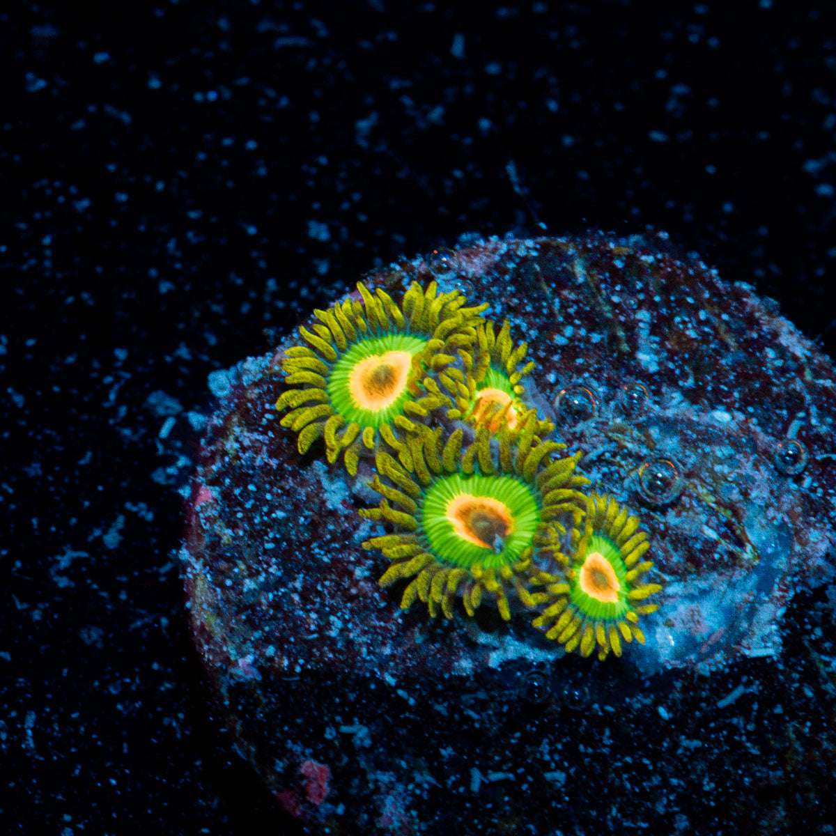 Rasta Zoanthid Coral with colony growth in reef aquarium