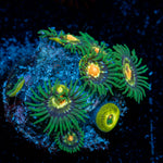 Daisy Cutters Zoanthid Coral colony growth in reef aquarium