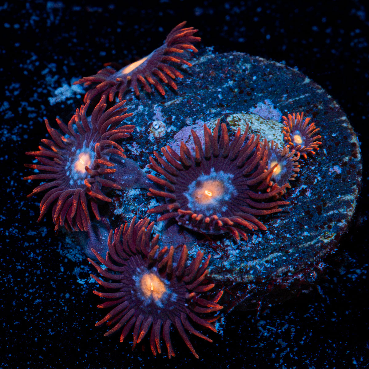 Stitches Zoanthid Coral with colony growth in reef aquarium