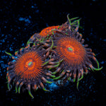 Aztec Warrior Zoanthid Coral colony growth in reef aquarium